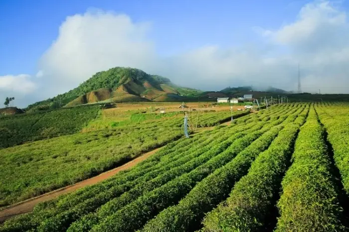 Malino Highland, a Popular Natural Tourist Attraction in Gowa